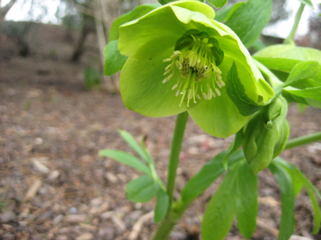 Illatos hunyor - Készítette: Claire H. from New York City, USA - Hellebore